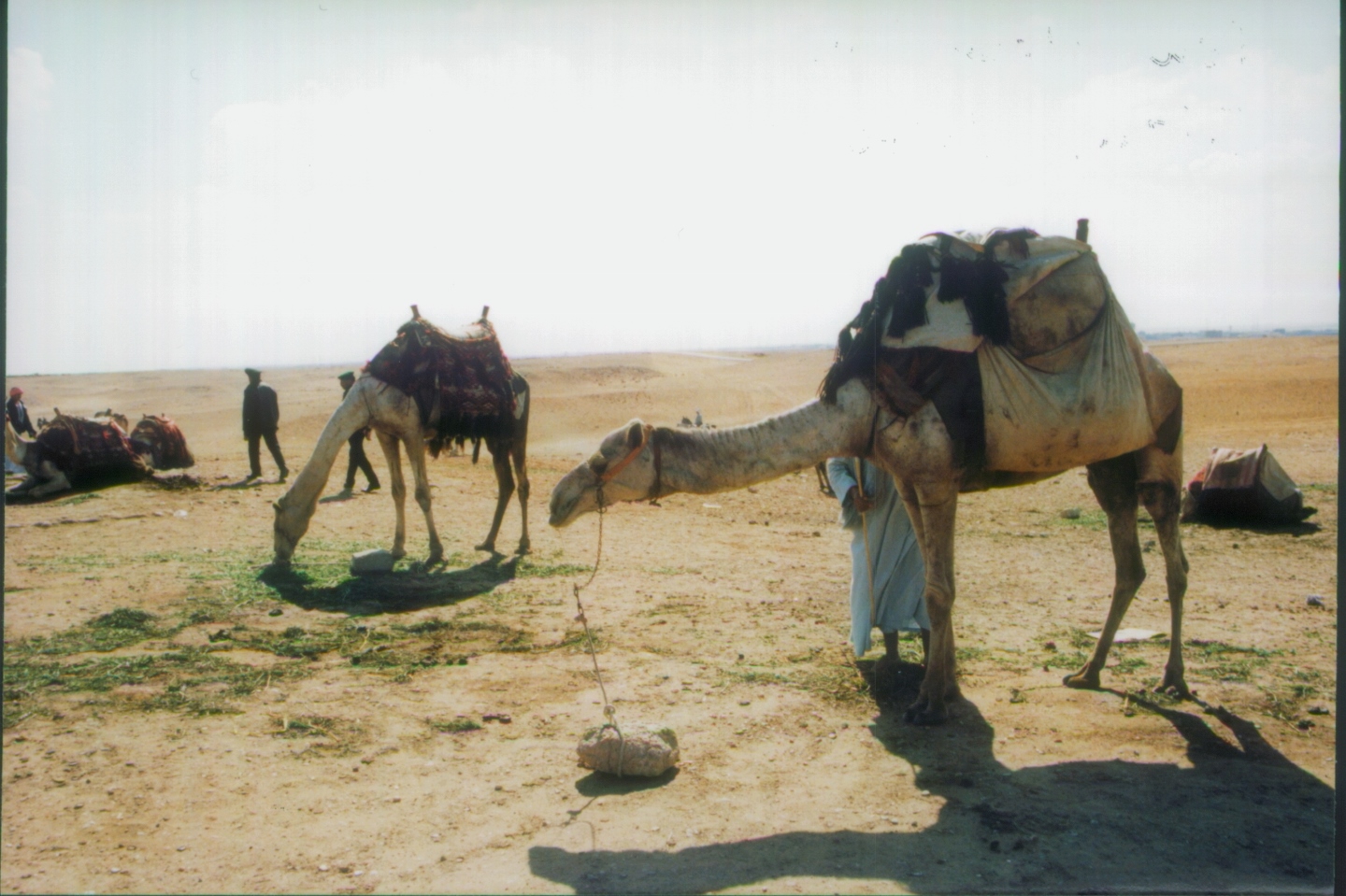 Camels at Pyramids of Giza Egypt 1998