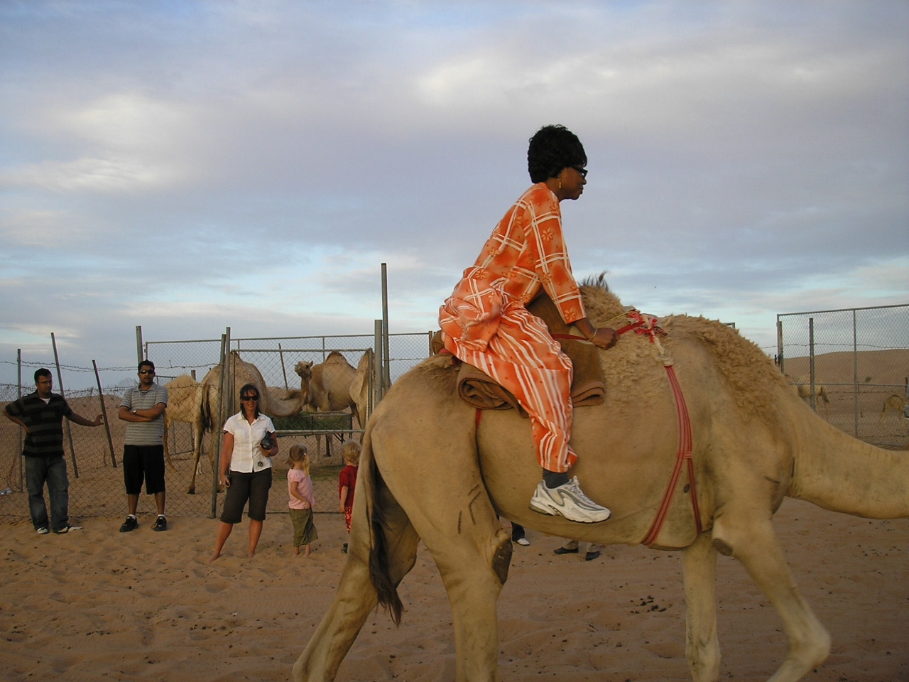 tourists ride camels in desert dubai uae jun 2007