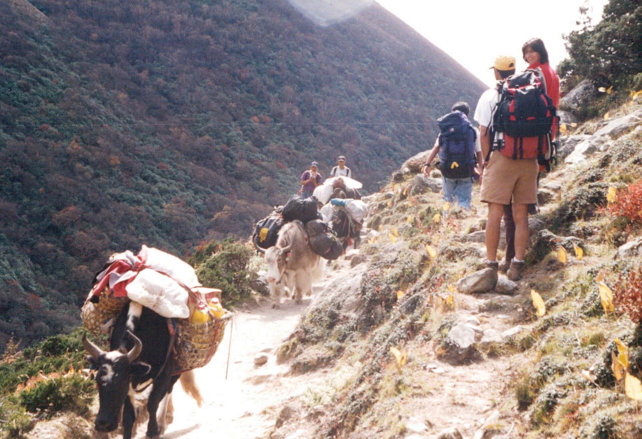 waiting for yaks to pass trekking in nepal solukhumbu 1998