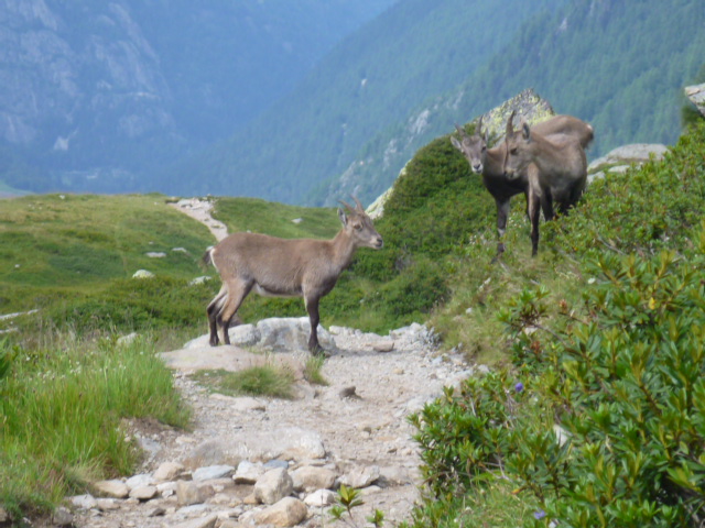 ibex on trail chaminox france aug 2014